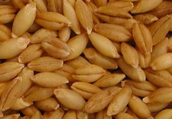 I-Barley