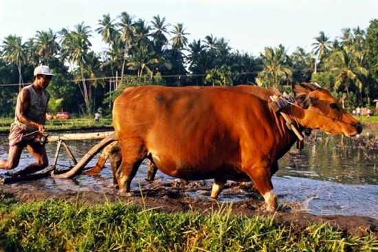 Harbinger%20Of%20Rice%20And%20Plough%20Culture