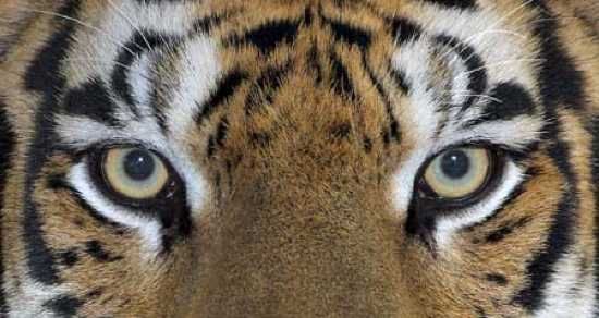 Tigers' Eyes