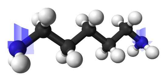 Cadaverine-3D-Balls