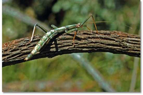 Gulf-Coast-Walking-Stick