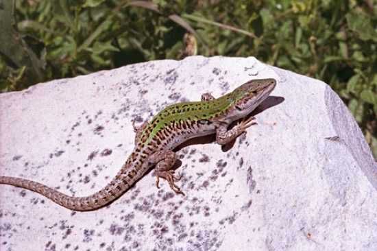 Podarcis Siculus Cmpestris 