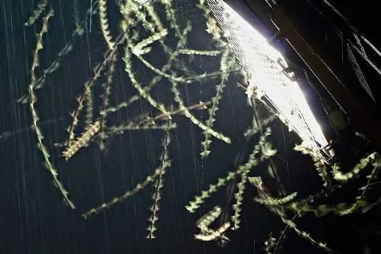 Moths Drawn to Floodlights