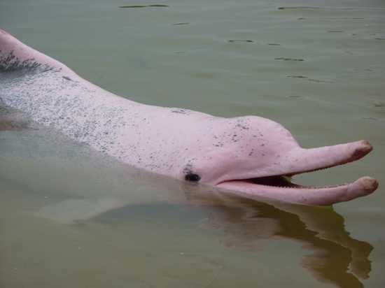 Pink-Dolphin-Amazon-River