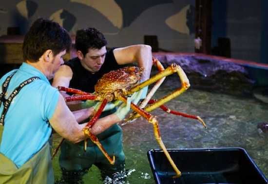Crabzilla-Biggest-Known-Crab