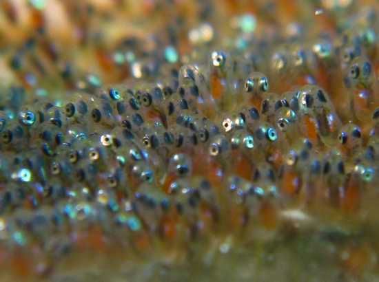 Anemone Fish Eggs