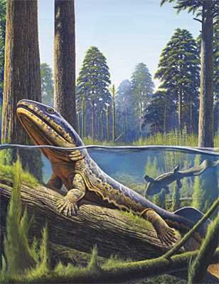 Acanthostega 501C2