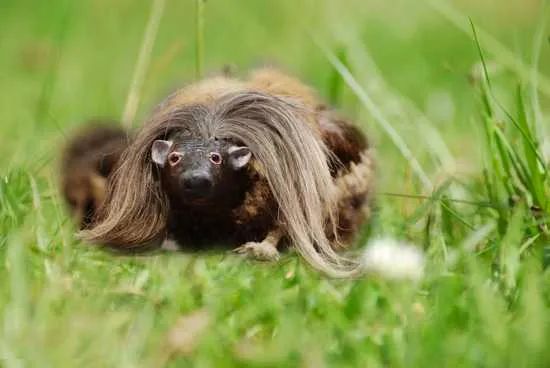 Wild Haggis