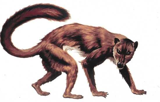 Around 55 million years ago, one of the many descendants of Multituberculata evolved into the distinct species known as Plesiadapis. Resembling a small, squirrel-like lemur, it had a long, bushy tail and elongated, curved claws perfect for climbing. Its long muzzle, flat head, and sideways-facing eyes gave it a two-dimensional field of vision, unlike the forward-facing eyes of humans and other primates. Plesiadapis was a skilled climber and is believed to be the ancestor of all modern primates. Unlike its carnivorous ancestors, Plesiadapis was moving toward an omnivorous diet, with sharp teeth for tearing flesh and flat molars for grinding leaves. This varied diet likely gave Plesiadapis color vision, similar to that of modern primates. Like other mammals, Plesiadapis gave birth to fully-formed but helpless infants.