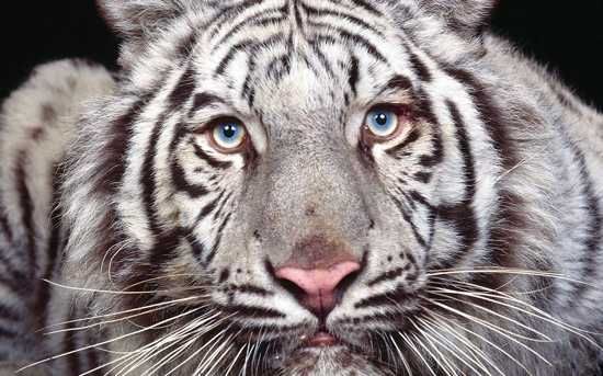 15 Maltese Tiger (Blue Tiger)