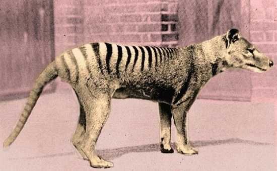 The thylacine, or Tasmanian tiger, was a remarkable carnivorous marsupial that became extinct in the early 20th century. Despite its extinction on mainland Australia thousands of years ago, it managed to survive in Tasmania until European settlers arrived. With the settlers came new threats, including hunting and the introduction of domestic dogs, which further accelerated the species' decline. The last known thylacine died in captivity in 1930, but efforts to revive the species are underway. With advances in genetic technology, scientists believe it may be possible to bring the thylacine back from extinction, offering hope for its future and a chance to restore this iconic animal to its natural habitat.