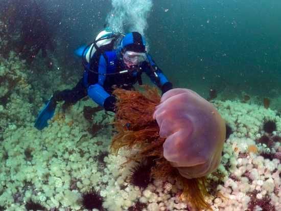 Jellyfish13-Lions-Mane-Jellyfish 17917 600X450