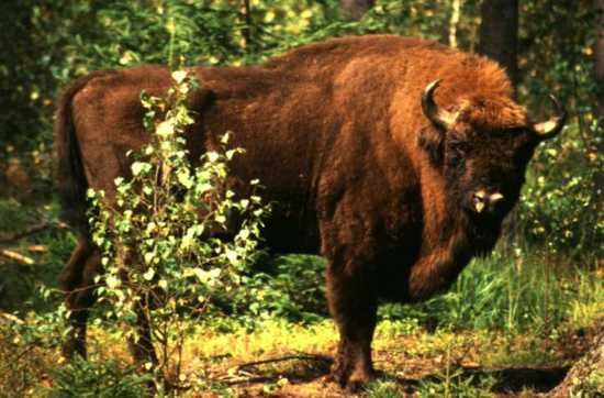 Bison were once widespread across Europe, but hunting pushed them to near extinction. The European bison, the continent's largest land mammal, was hunted extensively for its pelts and horns, especially during the Palaeolithic era. The situation worsened as hunting became more prevalent, particularly during World War I when soldiers killed them by the hundreds for their meat, despite knowing their endangered status. By 1927, the last wild European bison were shot. However, a few survived in zoos and menageries, attracting the attention of German biologist Heinz Heck. He believed that modern animals still carried the genes of their extinct ancestors, so he began breeding the remaining bison to revive the species. From just twelve animals, over 4,000 European bison now live, and they have been reintroduced into the wild. Despite these efforts, the species still faces challenges, including a small genetic pool that makes them vulnerable to diseases and a decline in male fertility, meaning they still need human intervention to prevent extinction.
