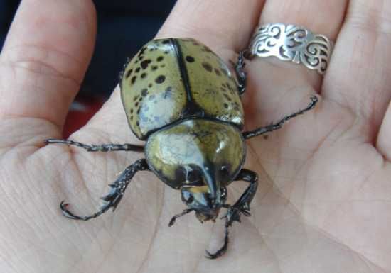 Hercules-Pet-Beetle