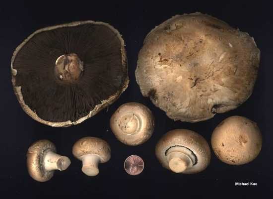 Agaricus Bisporus 02Big