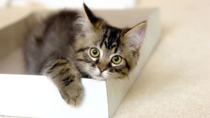 Maine coon kitten in a box