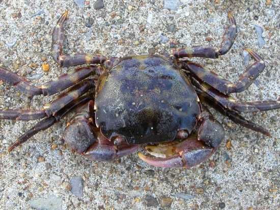 Hemigrapsus Sanguineus