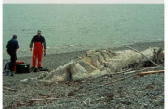 Newfoundland Blob