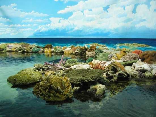 Great-Barrier-Reef-Dive-With-Big-Fish