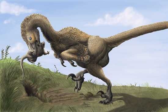 Saurornitholestes Digging Burrows Wahweap