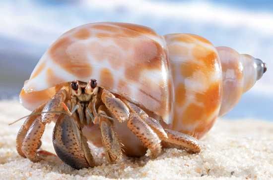 Hermit-Crab-Cove-B1