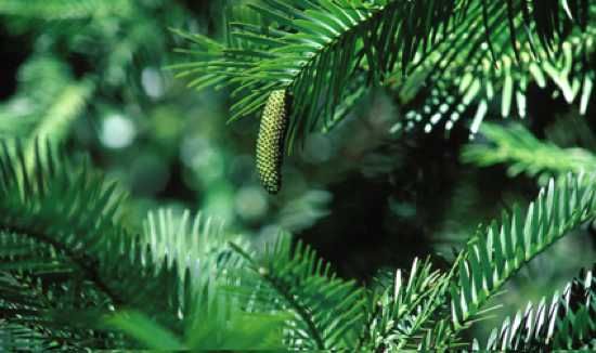Woolemipine1