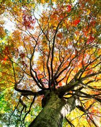 A Japanese maple tree.