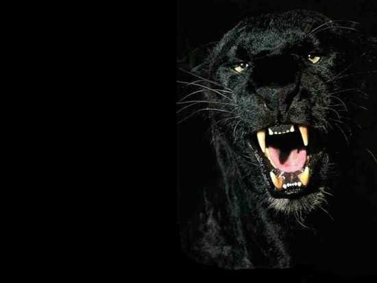 Black-Panthers-Black-Panthers-31170206-1024-768