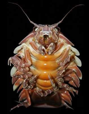 The Giant Isopod's Underside