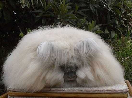 Angora-Rabbit06