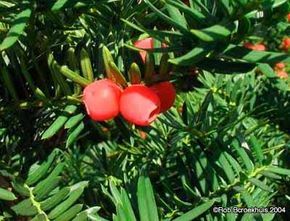 A close-up view of a Japanese yew plant featuring its distinct red berries.