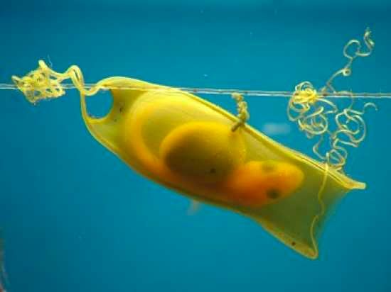Shark Egg Case