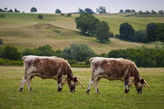 15041Cow Cloning