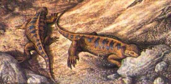 Caseidae2
