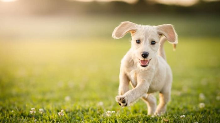 Puppy running through a park.