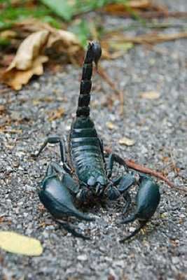 220Px-Asian Forest Scorpion In Khao Yai National Park