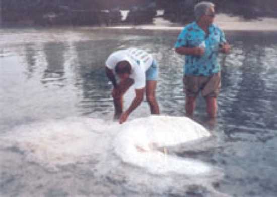 Bermuda Blob 2