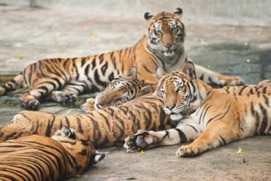 9627016-A-Group-Of-Tigers