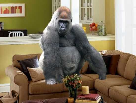 Gorilla-Room