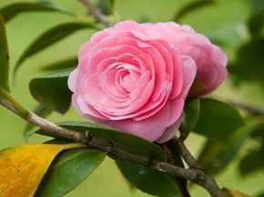A camellia flower.