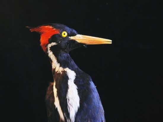 Sartore-Joel-Close-View-Of-An-Ivory-Billed-Woodpecker-Campephilus-Principalis