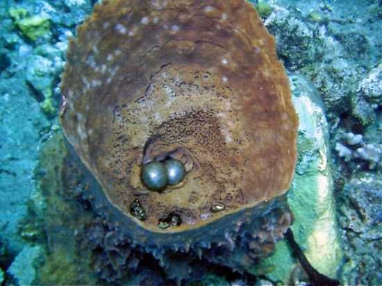 Sponge-Eggs-Roseau-Dominique-Divers