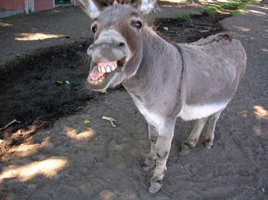 Donkey