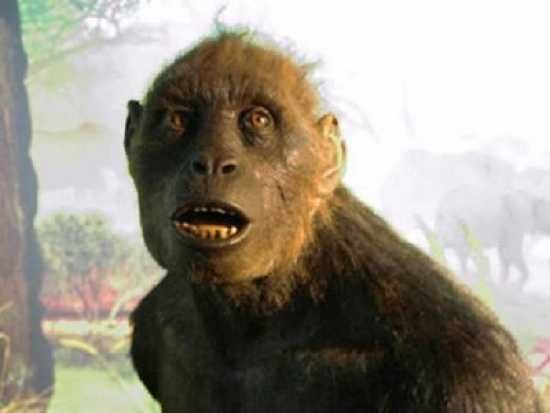 Proconsul Africanus