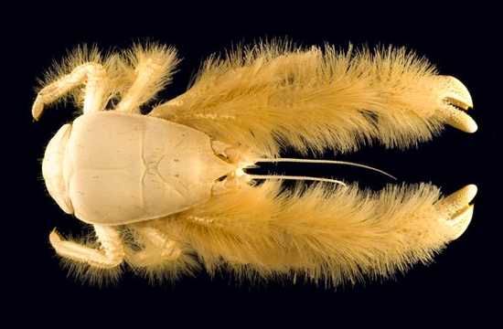 Census-Marine-Life-Best-Pictures-18 27016 600X450