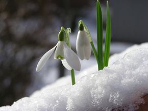 A snowdrop flower.