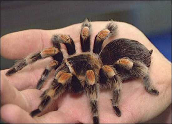 Tarantula