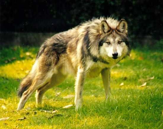 Canis Lupus Baileyi