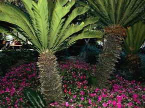 xeriscape gardening