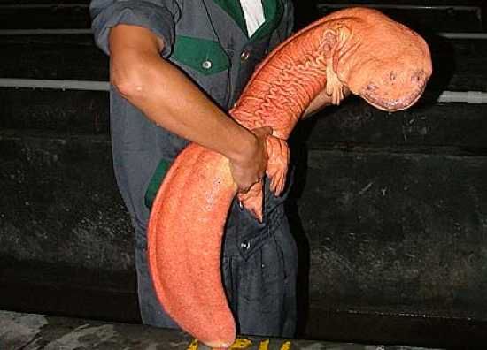 Chinese-Giant-Salamander